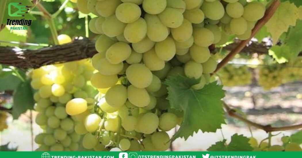 What are the health benefits of eating grapes?
