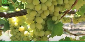 What are the health benefits of eating grapes?