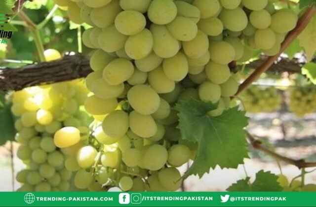 What are the health benefits of eating grapes?