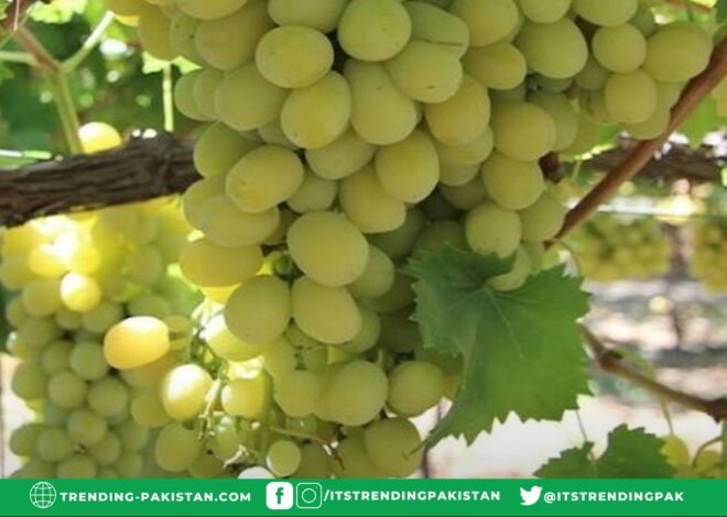 What are the health benefits of eating grapes?