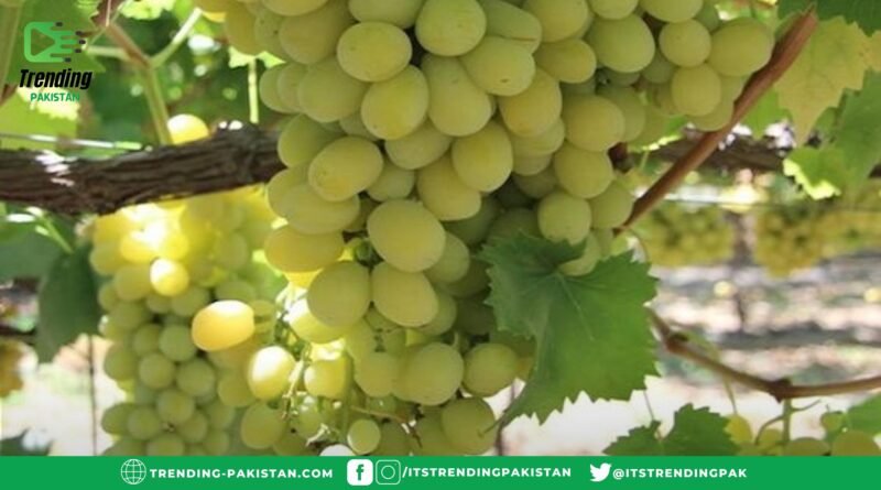 What are the health benefits of eating grapes?