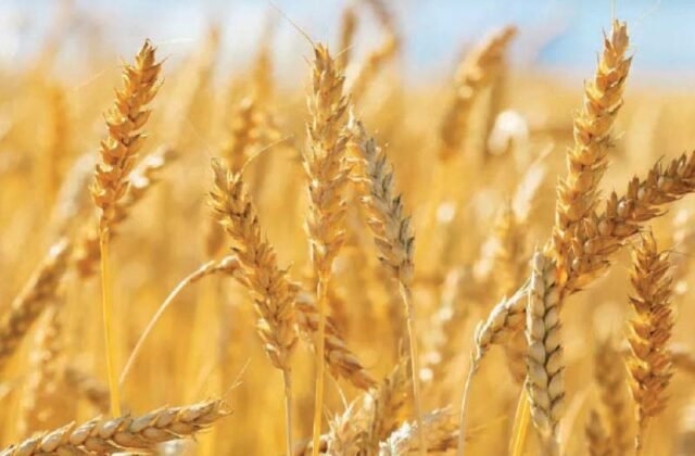 350,000 Tonnes of Wheat Imported from Russia and Other Countries Arrive in Karachi