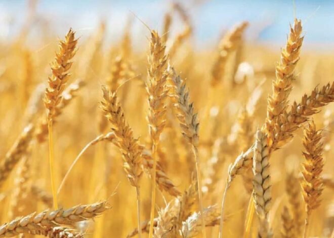 350,000 Tonnes of Wheat Imported from Russia and Other Countries Arrive in Karachi