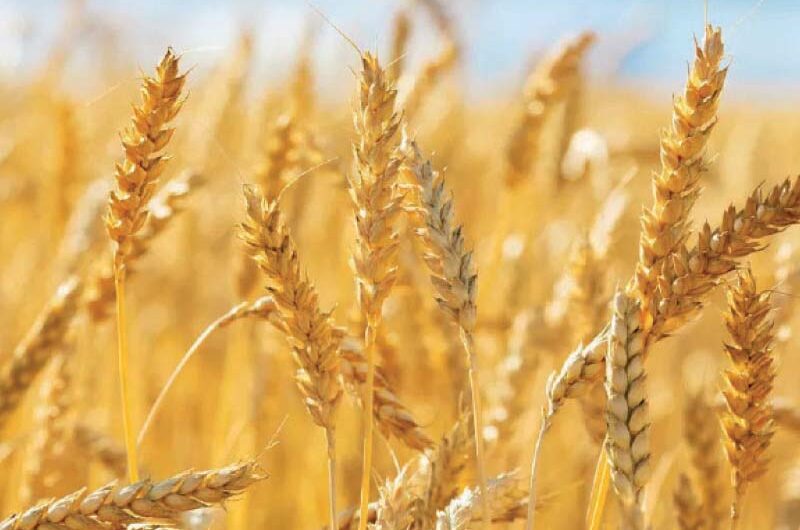 350,000 Tonnes of Wheat Imported from Russia and Other Countries Arrive in Karachi
