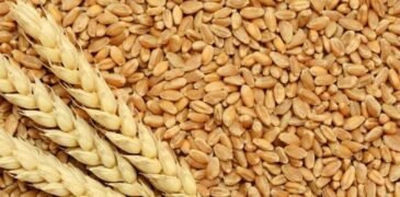 Bumper Wheat Production: Punjab Breaks its own 75-Year Record