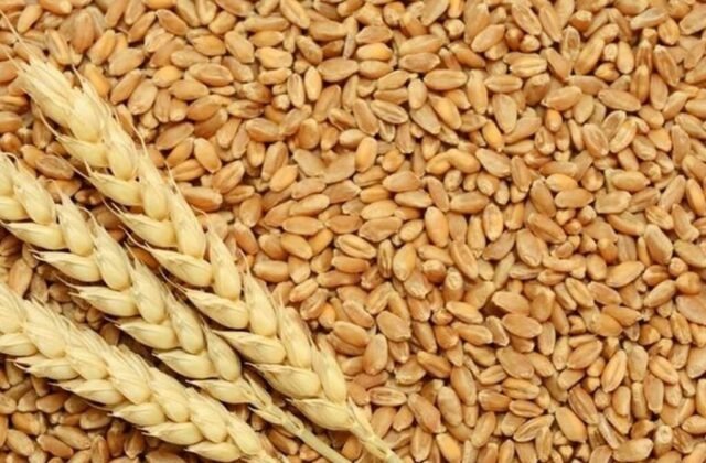 Bumper Wheat Production: Punjab Breaks its own 75-Year Record