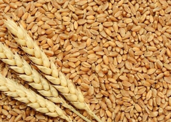 Bumper Wheat Production: Punjab Breaks its own 75-Year Record