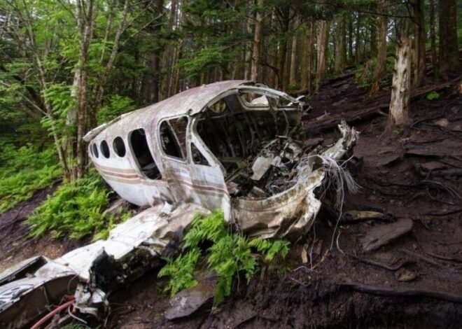 Surviving Against the Odds: Indigenous Children Found Alive Two Weeks After Plane Crash in Colombia