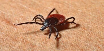 Two People Die from Congo Virus in Karachi and Quetta; Health Authorities Alerted