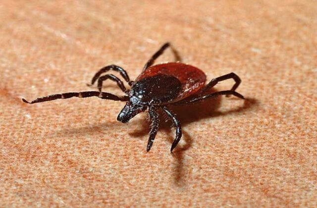 Two People Die from Congo Virus in Karachi and Quetta; Health Authorities Alerted