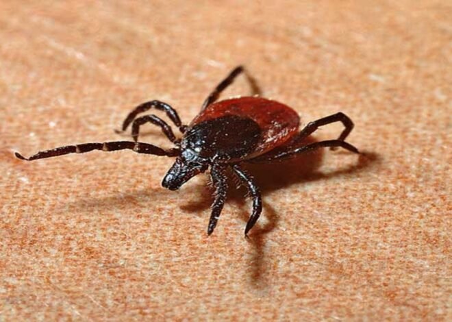 Two People Die from Congo Virus in Karachi and Quetta; Health Authorities Alerted