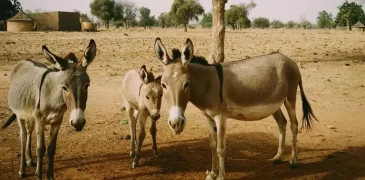 Donkey population significantly increases in Pakistan