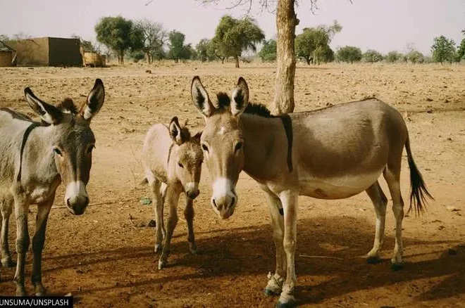 Donkey population significantly increases in Pakistan