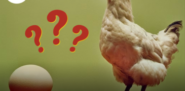 Scientists Reveal the Truth: What Came First, Chicken or Egg? Here’s the Answer