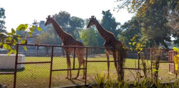 Punjab’s Chief Minister Unveils Ambitious Plans to Upgrade Lahore Zoo and Safari Park