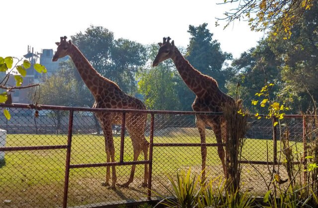 Punjab’s Chief Minister Unveils Ambitious Plans to Upgrade Lahore Zoo and Safari Park