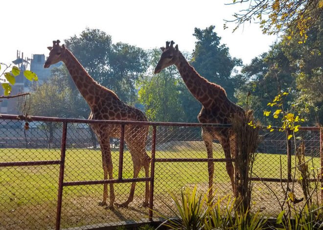 Punjab’s Chief Minister Unveils Ambitious Plans to Upgrade Lahore Zoo and Safari Park