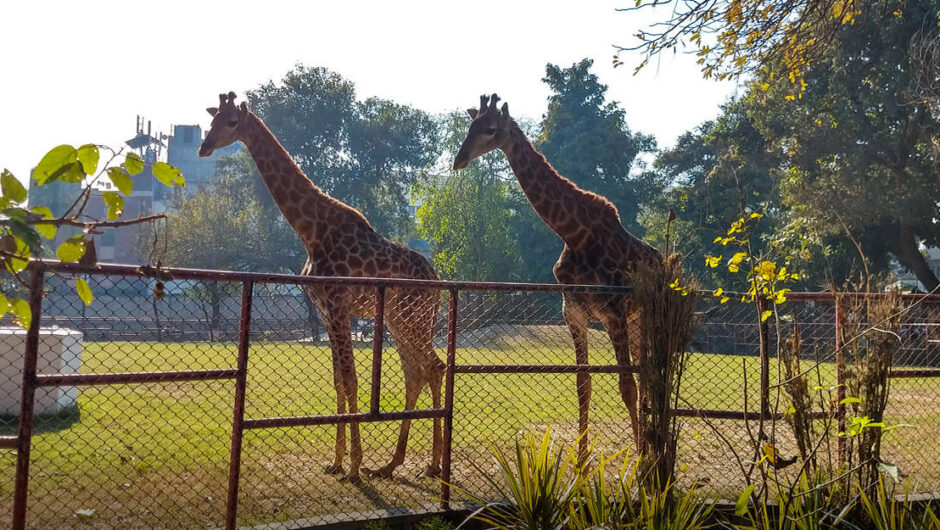 Punjab’s Chief Minister Unveils Ambitious Plans to Upgrade Lahore Zoo and Safari Park
