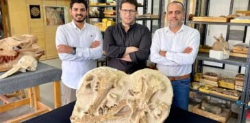 41 Million-Year-Old Whale Remains Unearthed in Egypt Desert
