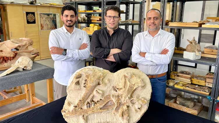 41 Million-Year-Old Whale Remains Unearthed in Egypt Desert