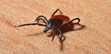 Deadly Congo Virus Claims Four Lives in KPK