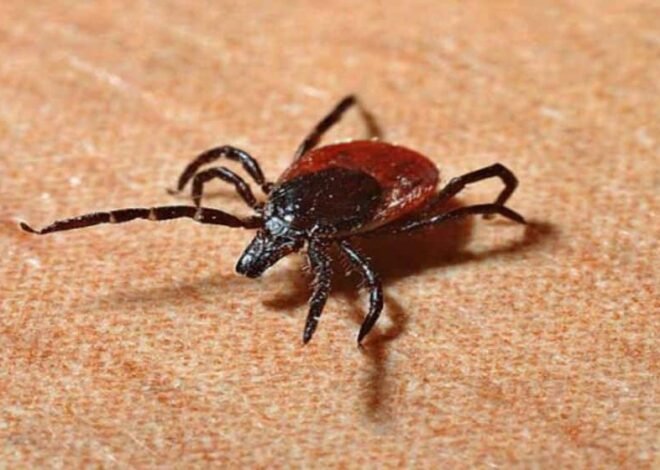 Deadly Congo Virus Claims Four Lives in KPK