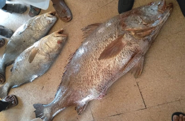 Pakistani fisherman becomes millionaire overnight by selling Sowa fish