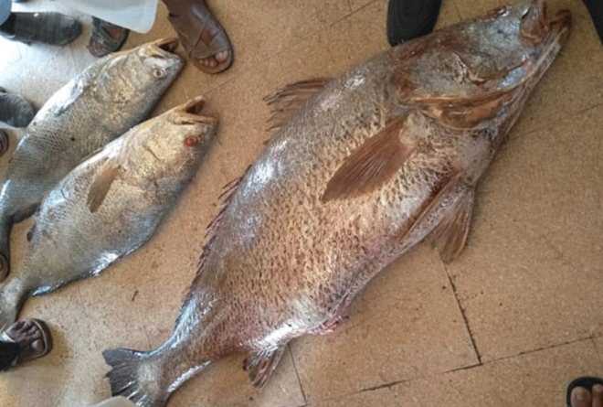 Pakistani fisherman becomes millionaire overnight by selling Sowa fish