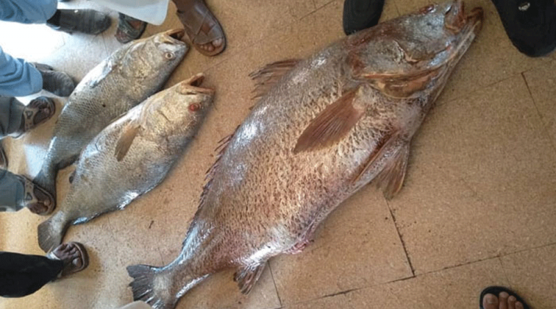 Pakistani fisherman becomes millionaire overnight by selling Sowa fish