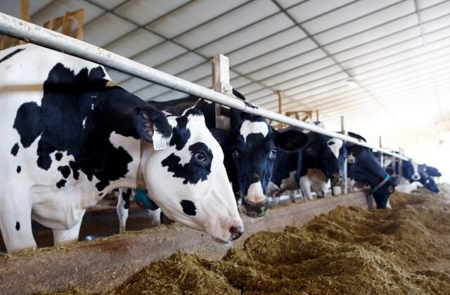 Meat and milk prices to undergo massive changes