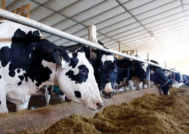 Meat and milk prices to undergo massive changes