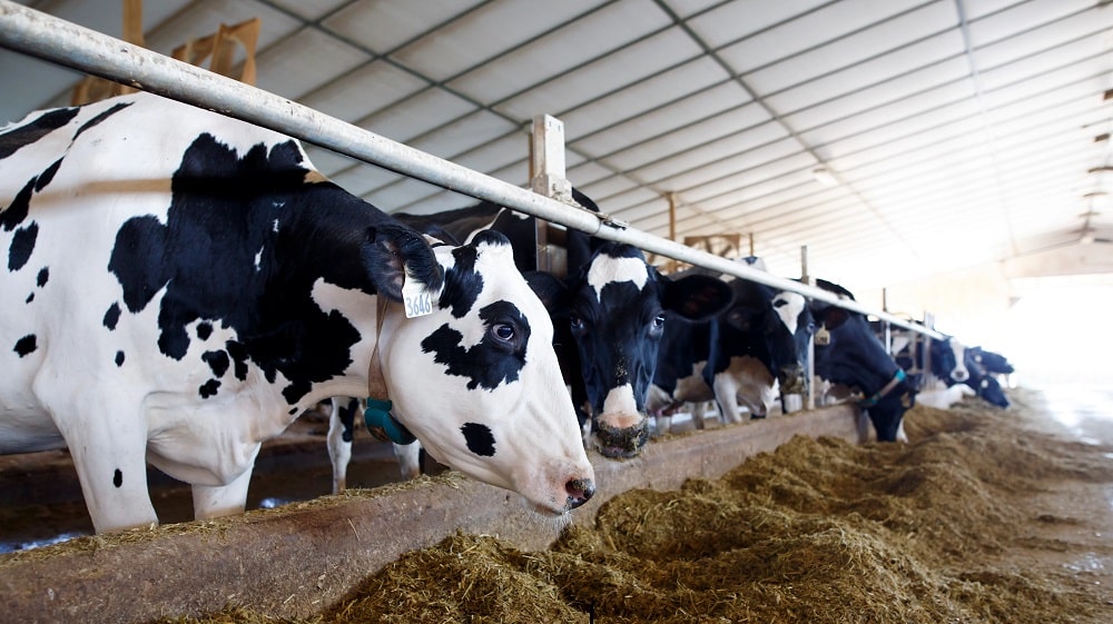 Meat and milk prices to undergo massive changes