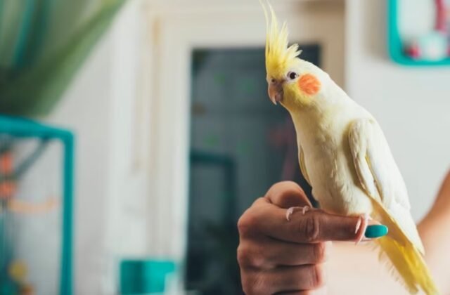 Islamabad to Impose Huge Fine For Not Registering Pet Birds