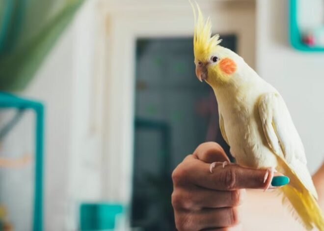 Islamabad to Impose Huge Fine For Not Registering Pet Birds