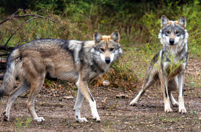 Wolves Types : 7 Types of Wolves and Their Unique Habitats
