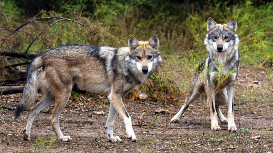 Wolves Types : 7 Types of Wolves and Their Unique Habitats