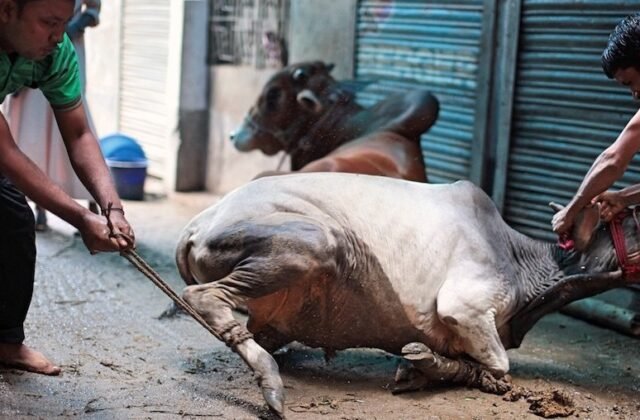 Karachi Butchers Announce Eid al-Adha Slaughtering Rates Ahead of Moon Sighting