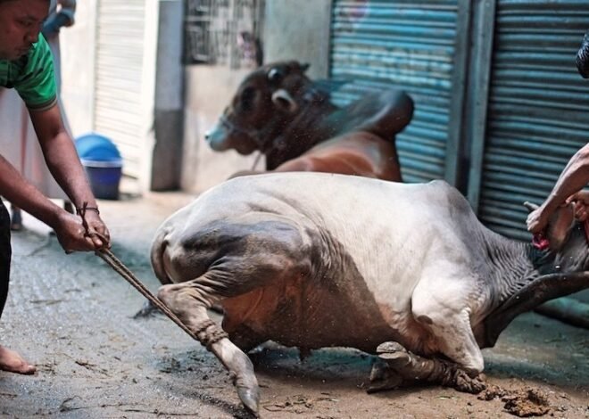 Karachi Butchers Announce Eid al-Adha Slaughtering Rates Ahead of Moon Sighting