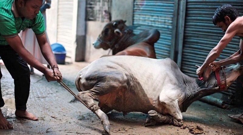 Karachi Butchers Announce Eid al-Adha Slaughtering Rates Ahead of Moon Sighting