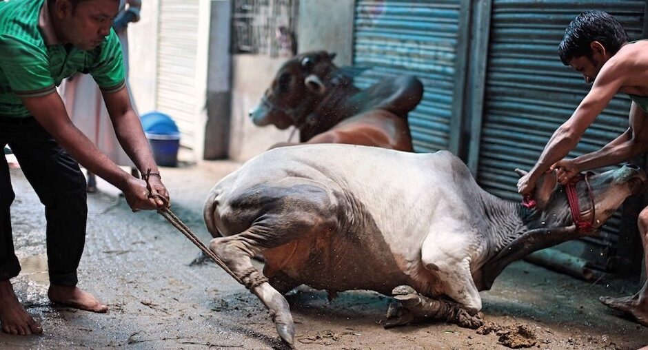 Karachi Butchers Announce Eid al-Adha Slaughtering Rates Ahead of Moon Sighting