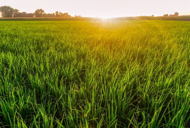 Pakistan’s PM Unveils Bold Energy Reforms and Environmental Vision