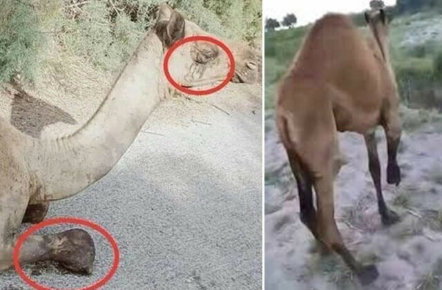 Female camel from Sanghar district stands for first time after brutal incident