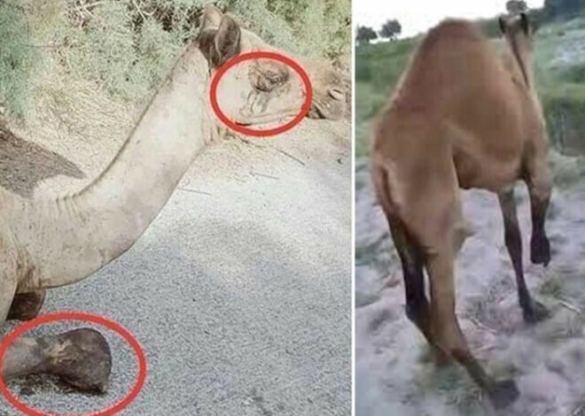Female camel from Sanghar district stands for first time after brutal incident