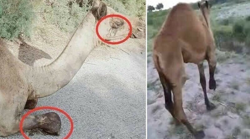 Female camel from Sanghar district stands for first time after brutal incident