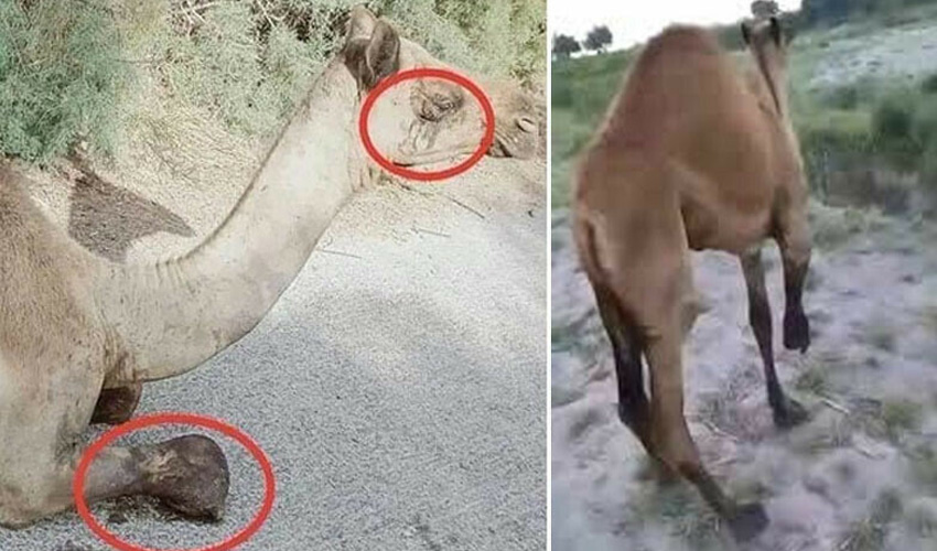 Female camel from Sanghar district stands for first time after brutal incident
