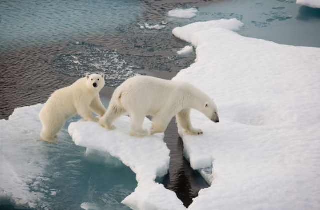 Animal Adaptations : Heat and Summer Struggles 2024