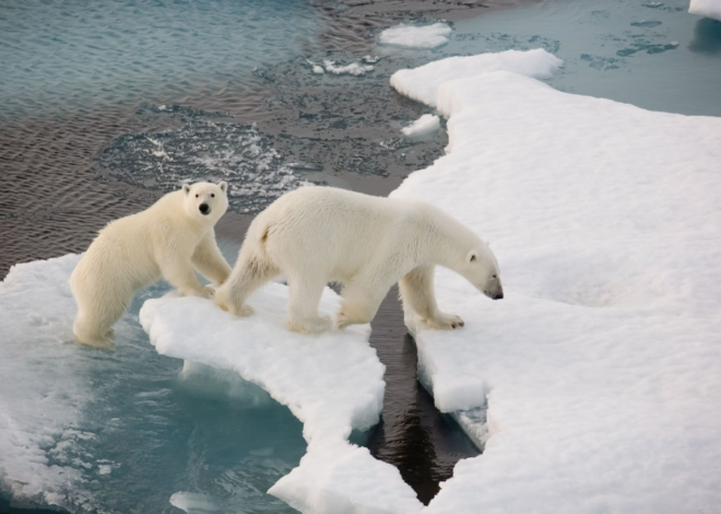 Animal Adaptations : Heat and Summer Struggles 2024