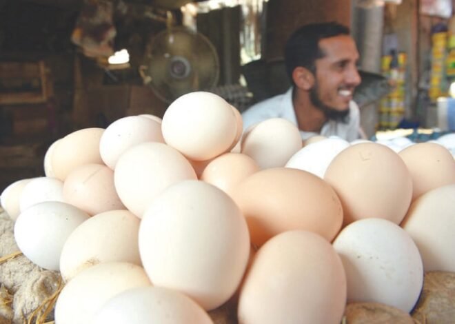 Chinese Broiler Eggs Enter Pakistani Markets Amid Rising Poultry Demand 1