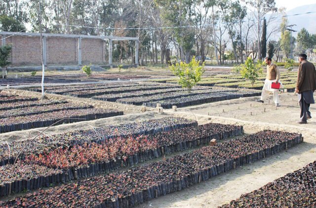 Government to Plant 100 Million Trees Across Pakistan