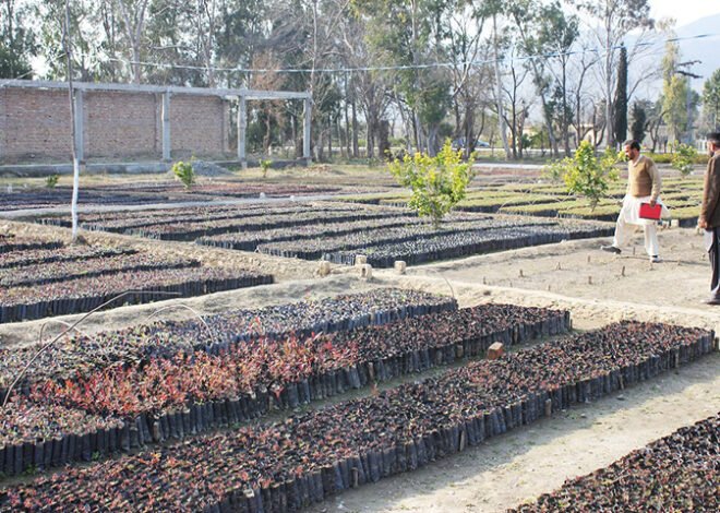 Government to Plant 100 Million Trees Across Pakistan